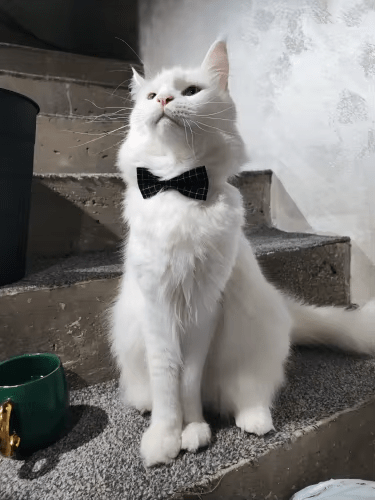 Un chat blanc portant un noeud papillon noir avec un design à carreaux