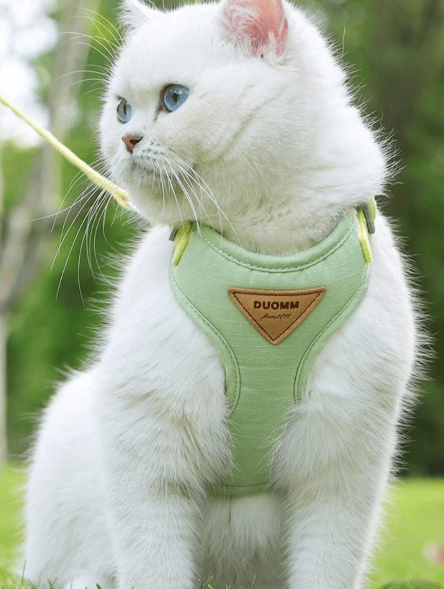 Un chat blanc portant un harnais vert dans un jardin