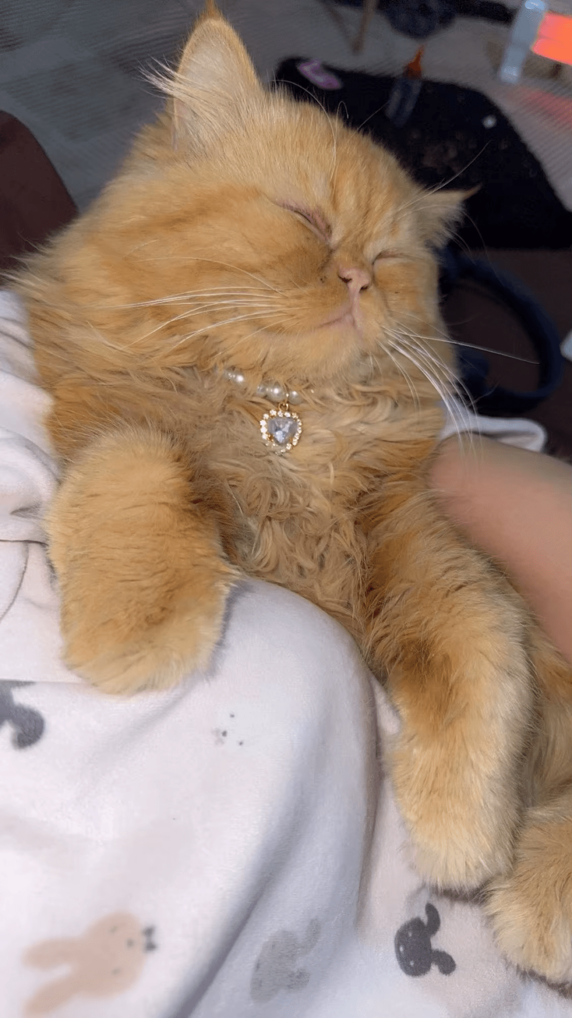 Chat roux portant un collier de perles décoré d'un pendentif blanc