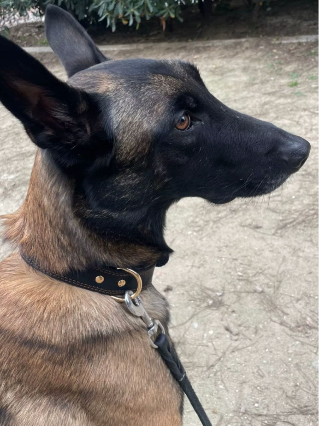 Malinois portant un collier noir en cuir véritable