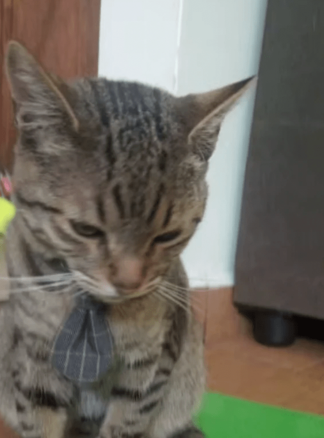 Chat portant une cravate à carreaux grise