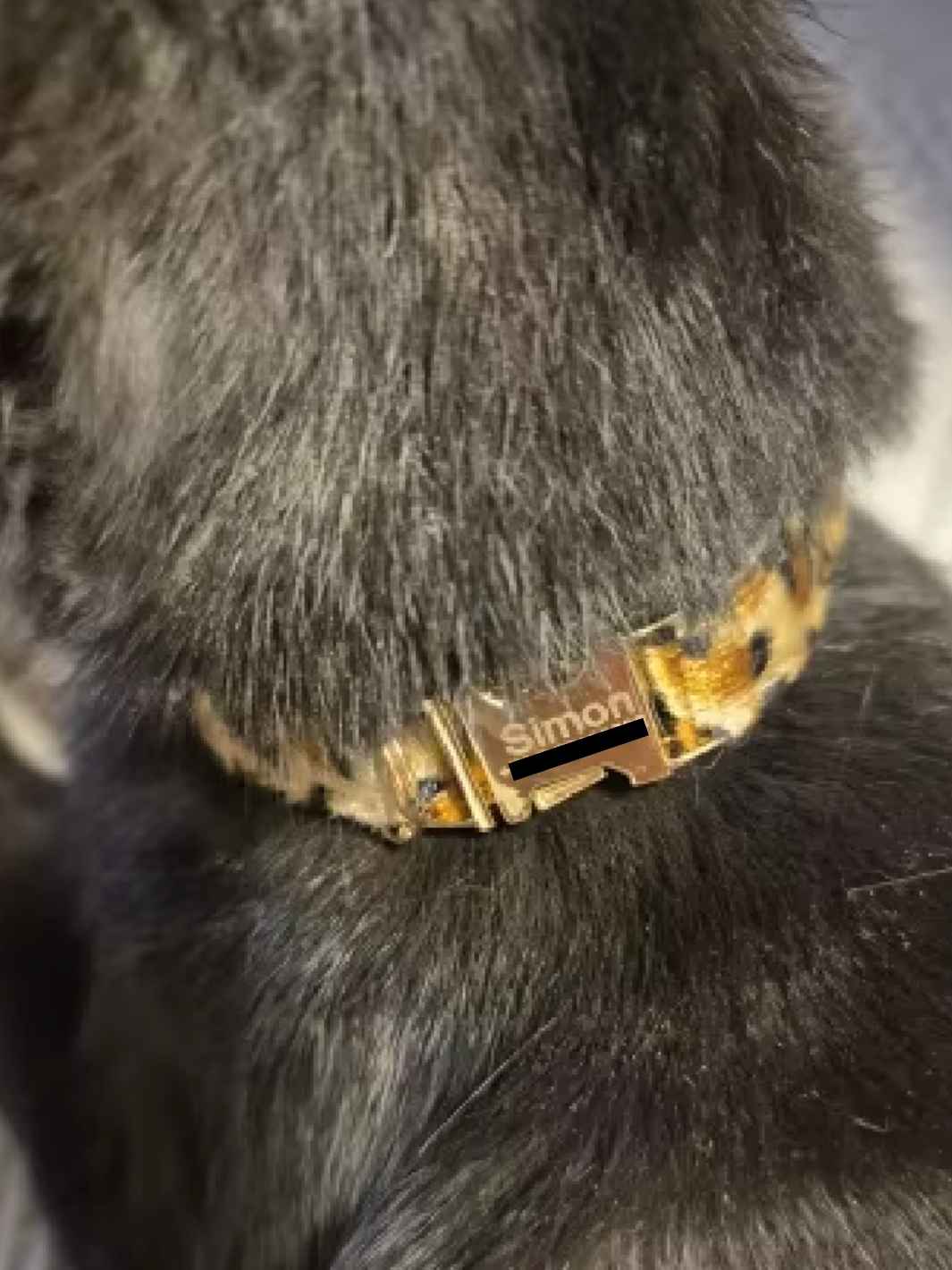 Un chat gris portant un collier pour chat couleur léopard avec son prénom gravé dessus