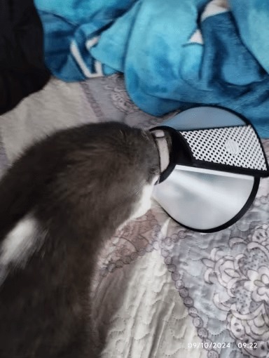 Chat portant un collier anti étranglement transparent avec des bordures noires