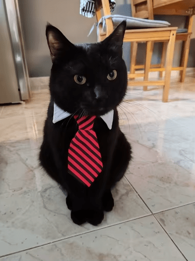 Chat portant une cravate rayée rouge et noire