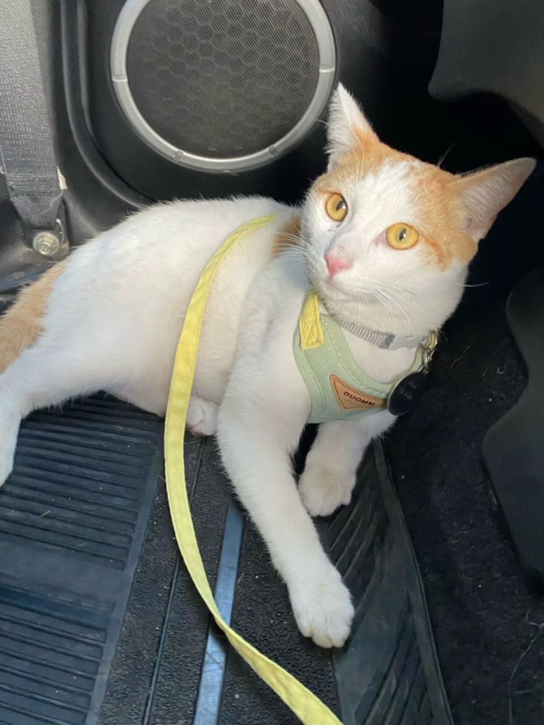 Collier beige pour chat une fleur en décoration