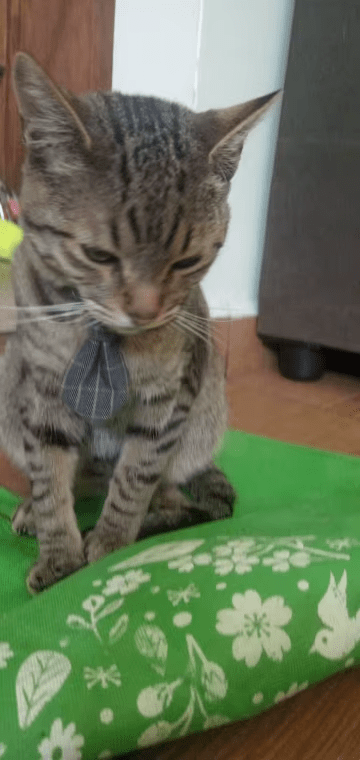 Un chat gris et marron assis sur un coussin vert portant une cravate grise à carreaux