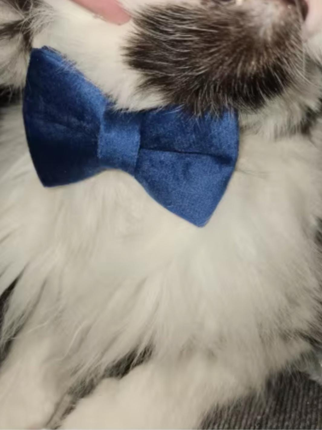 Un chat portant un noeud papillon bleu en velours