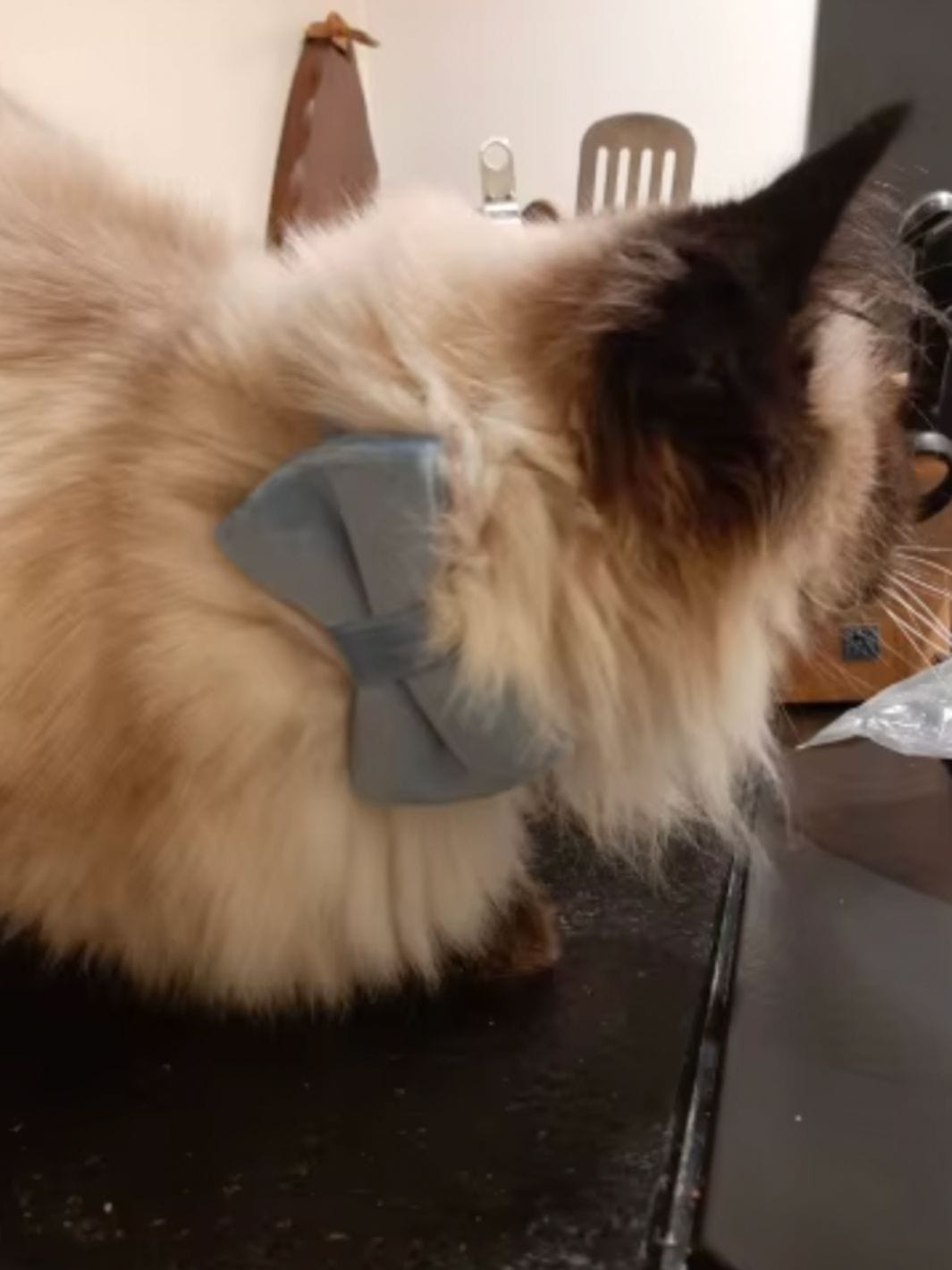 Un collier pour chat avec un noeud papillon bleu