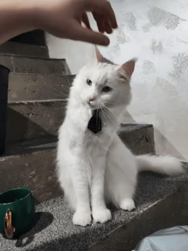 Chat blanc portant une cravate noire