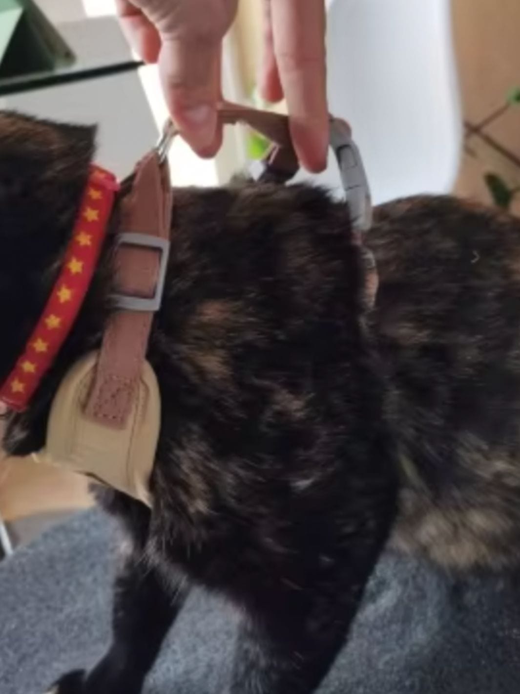 Un chat noir et blanc portant un collier pour chat rose avec une fleur