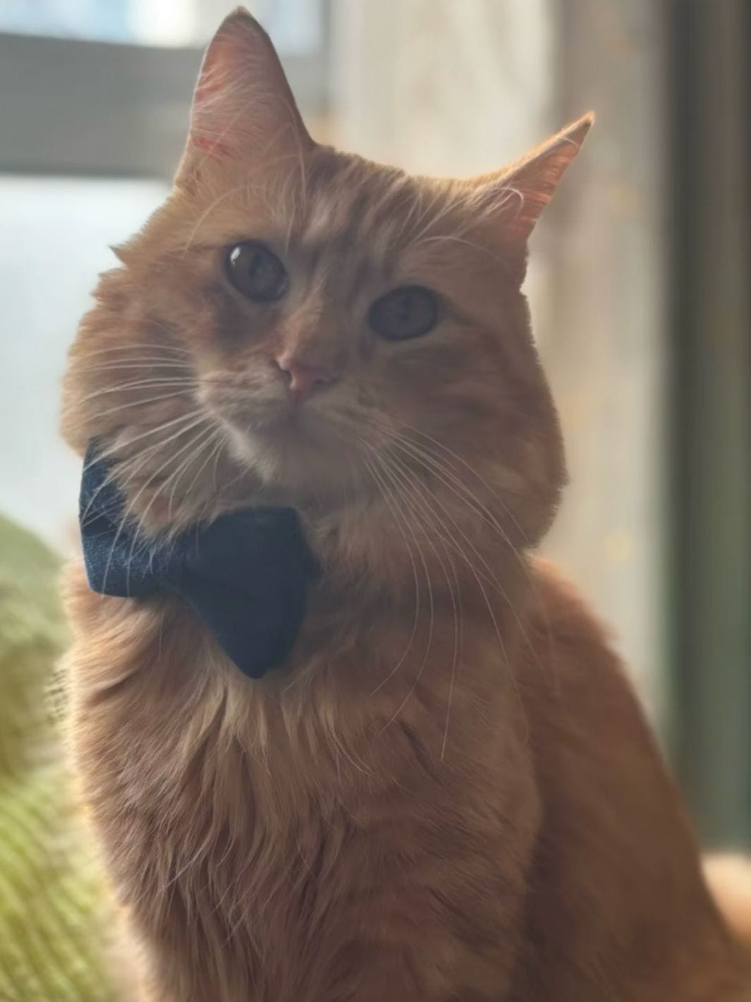 Un collier pour chat avec un noeud papillon bleu