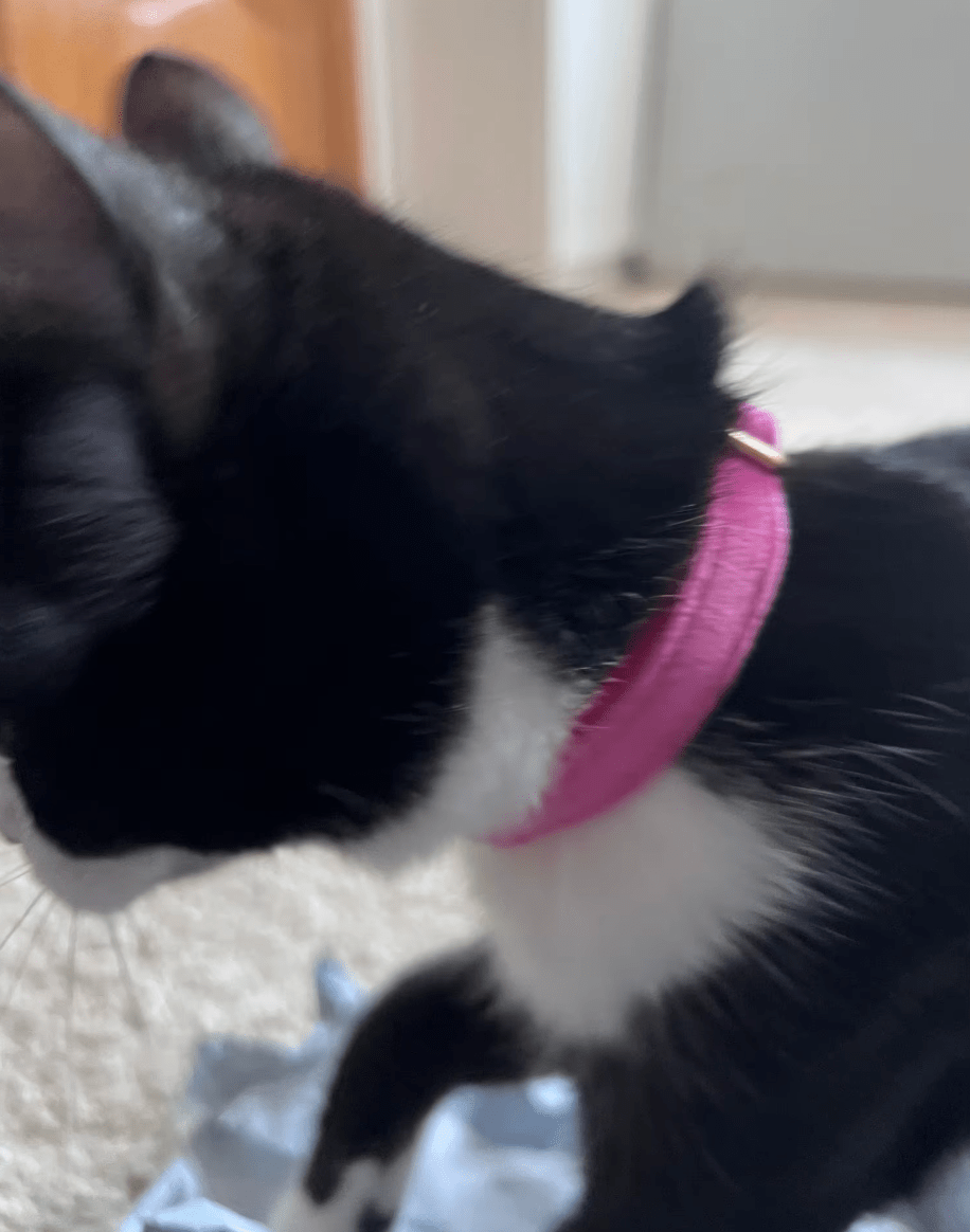 Un chat noir et blanc avec un collier en velours couleur rose