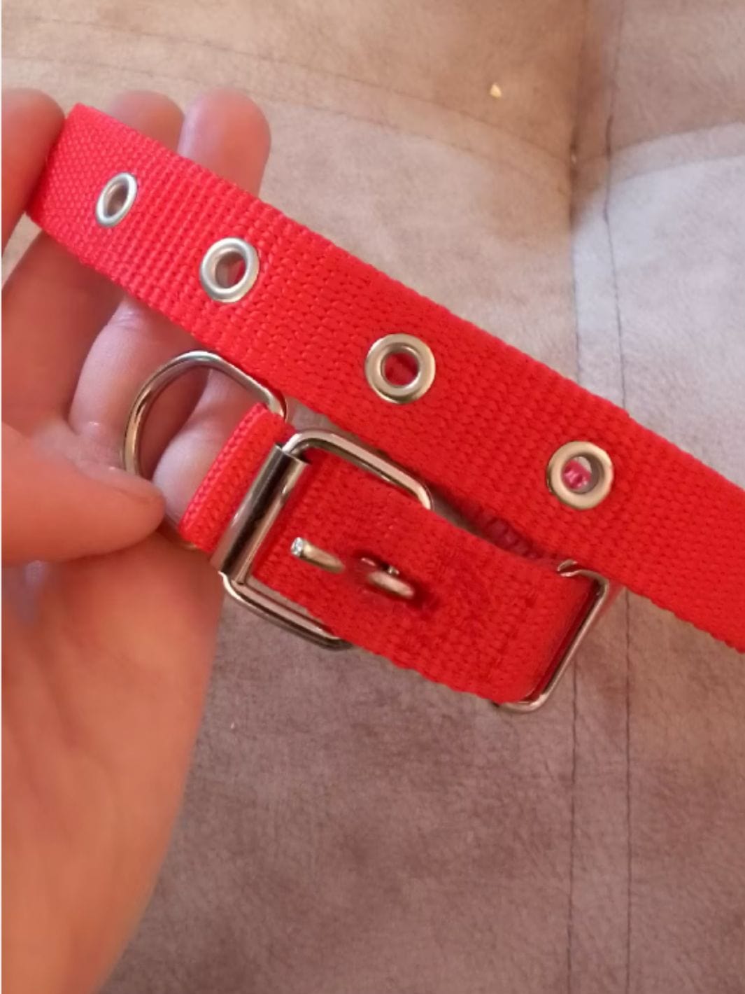 Un collier pour chien rouge en nylon