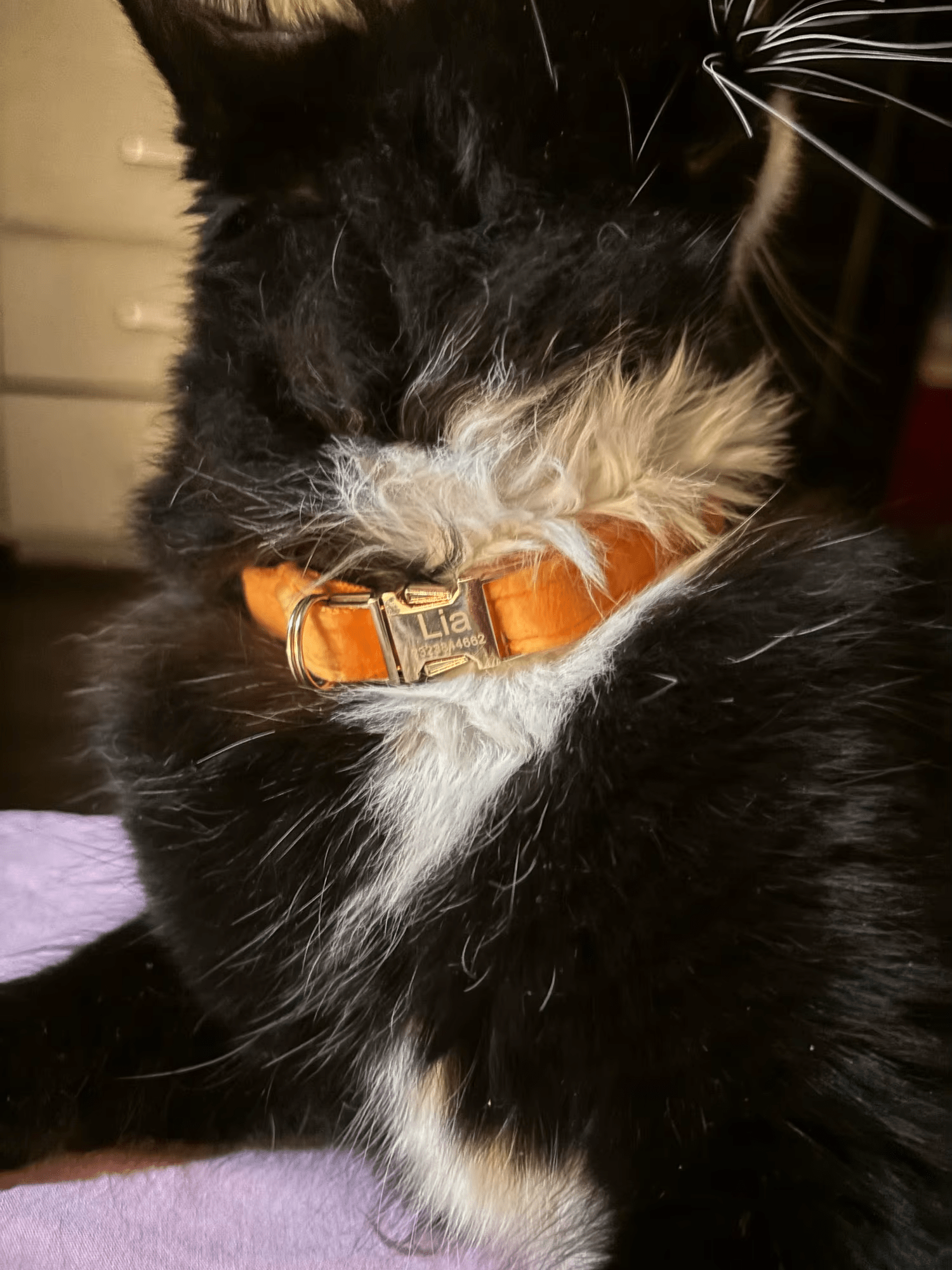 Un chat noir et blanc portant un collier orange en velours avec une clochette et le nom et le numéo de téléphone gravés