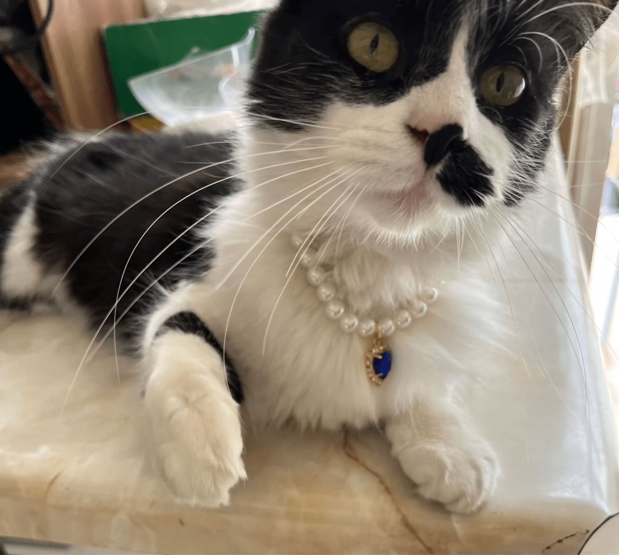 Chat noir et blanc avec un collier de perles décoré d'un pendentif bleu