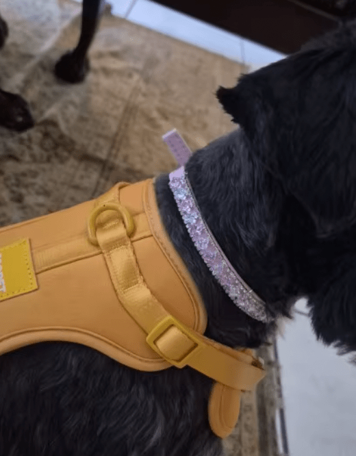 Un chat avec un collier de perles assit sur une table en bois, levant la tête.