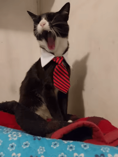 Chat bayant avec un cravate rouge rayée au tour du cou