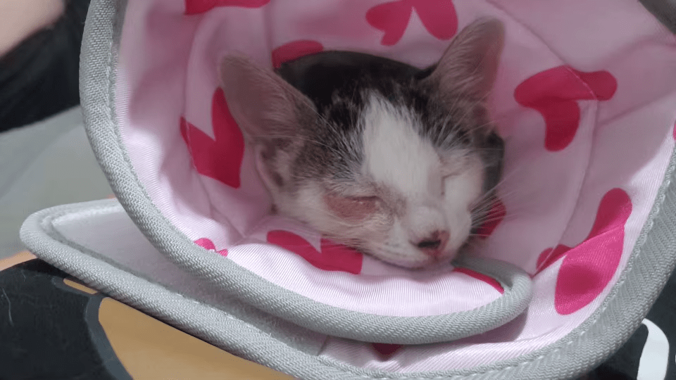 Chat portant un collier élisabéthain rose avec des dessins de coeurs lors de sa sieste