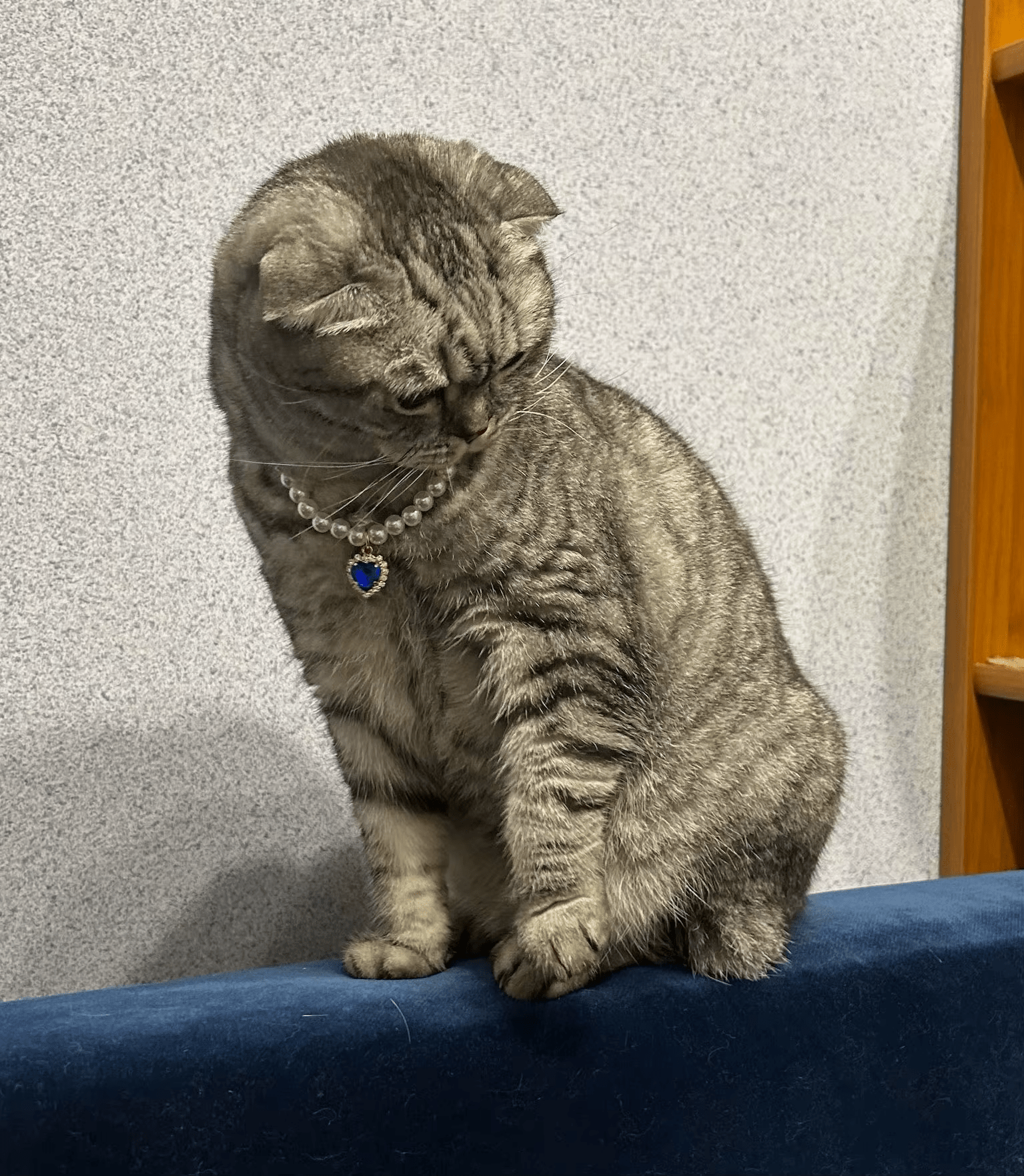 Chat gris avec un collier de perles et un pendentif bleu