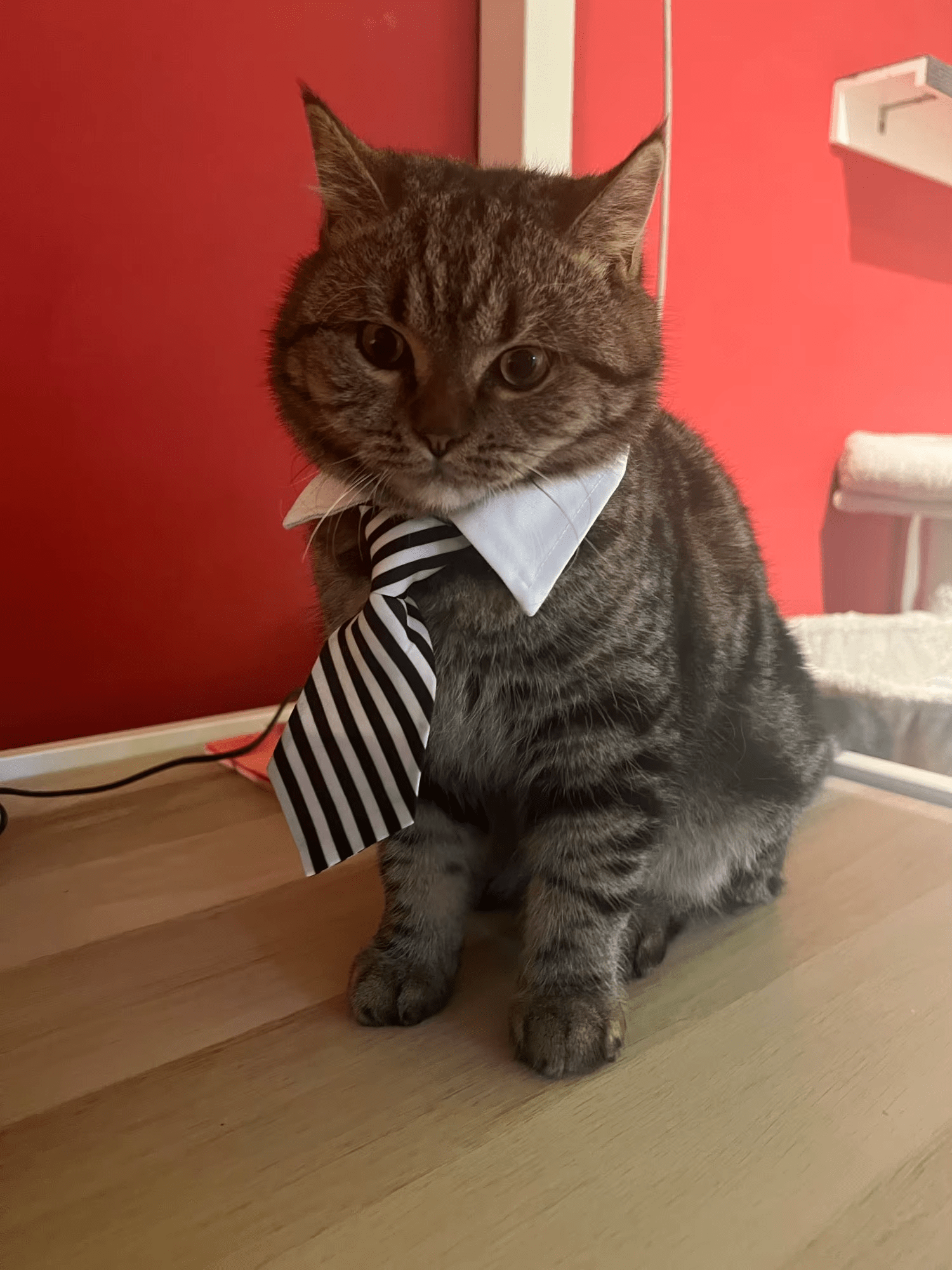 Chat portant une cravate noire et blanche rayée