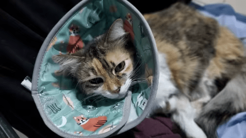 Chat portant une collerette bleue avec des dessins de chats