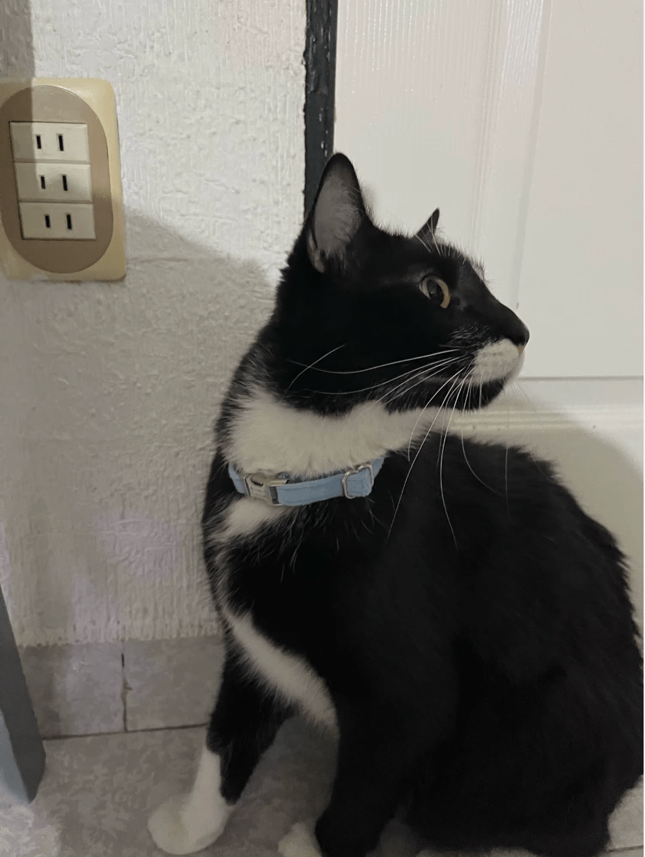 Un chat noir et blanc portant un collier bleu en velours