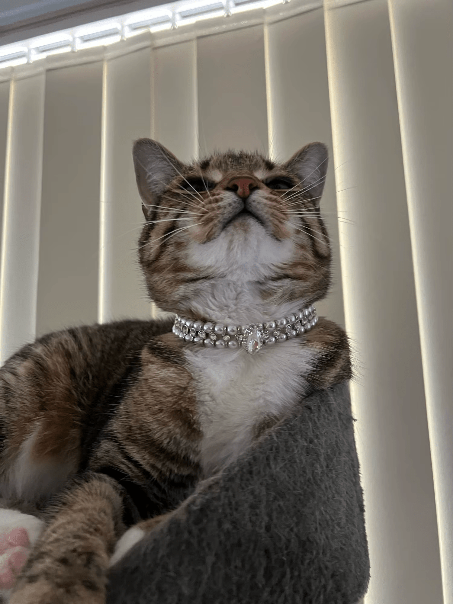 Chat regardant le plafond avec un collier de perles blanches attaché autour du cou