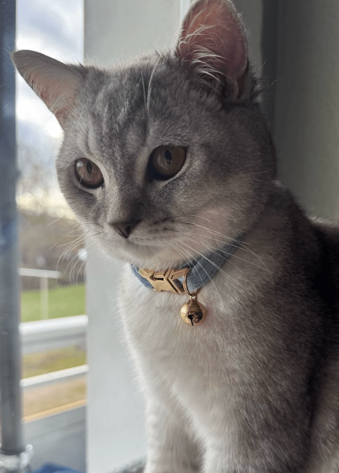 Un collier pour chat avec un noeud papillon bleu