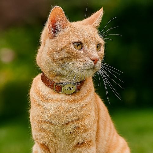 Un chat au pelage roux est assis dans un jardin verdoyant, portant un collier en cuir brun avec une plaque métallique gravée du prénom 