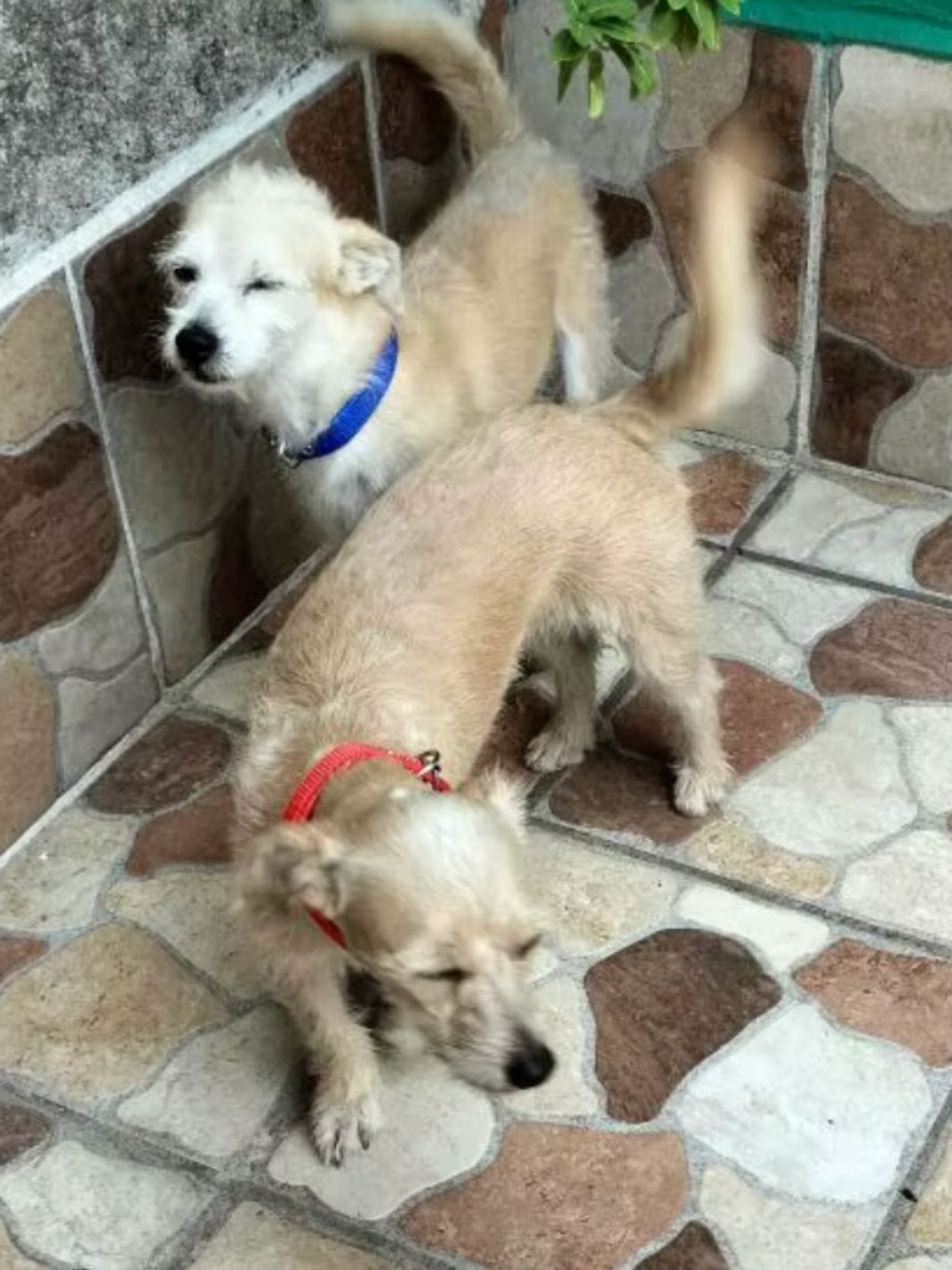 Deux chien portant un collier rouge et un collier bleu en nylon