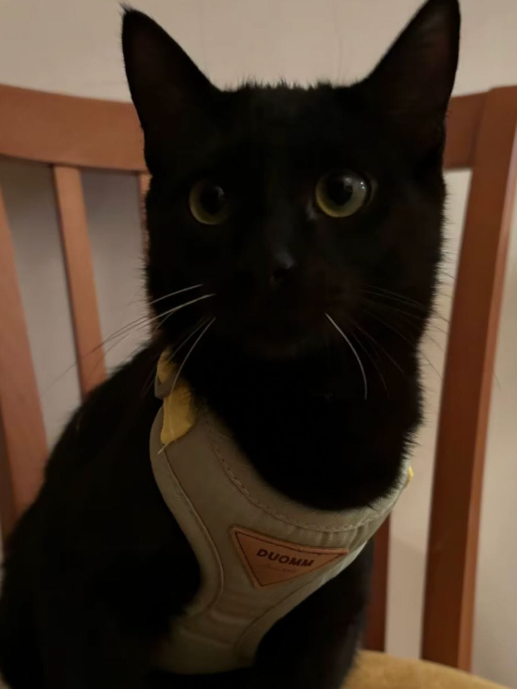 Un chat noir et blanc portant un collier pour chat rose avec une fleur