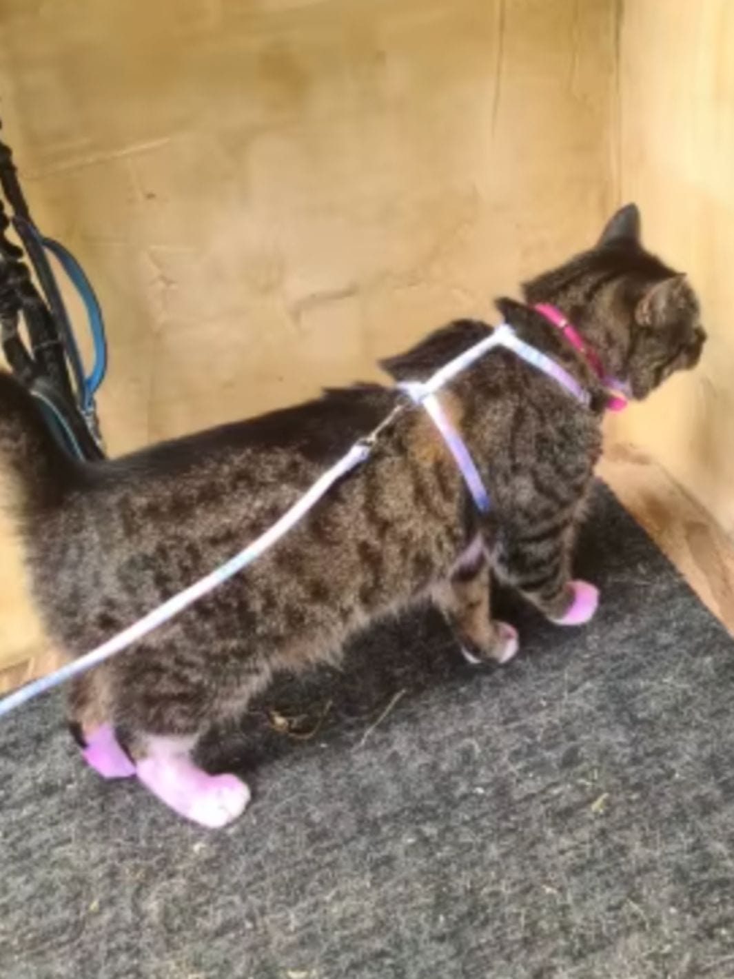 Un chat noir et blanc portant un collier pour chat rose avec une fleur