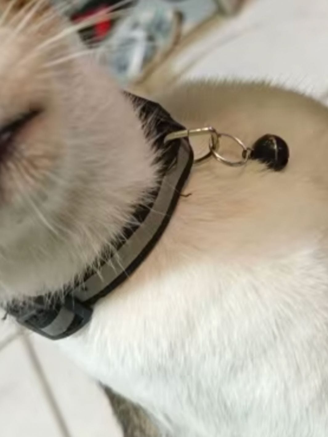 Un chat blanc portant un collier noir réfléchissant avec une clochette noire