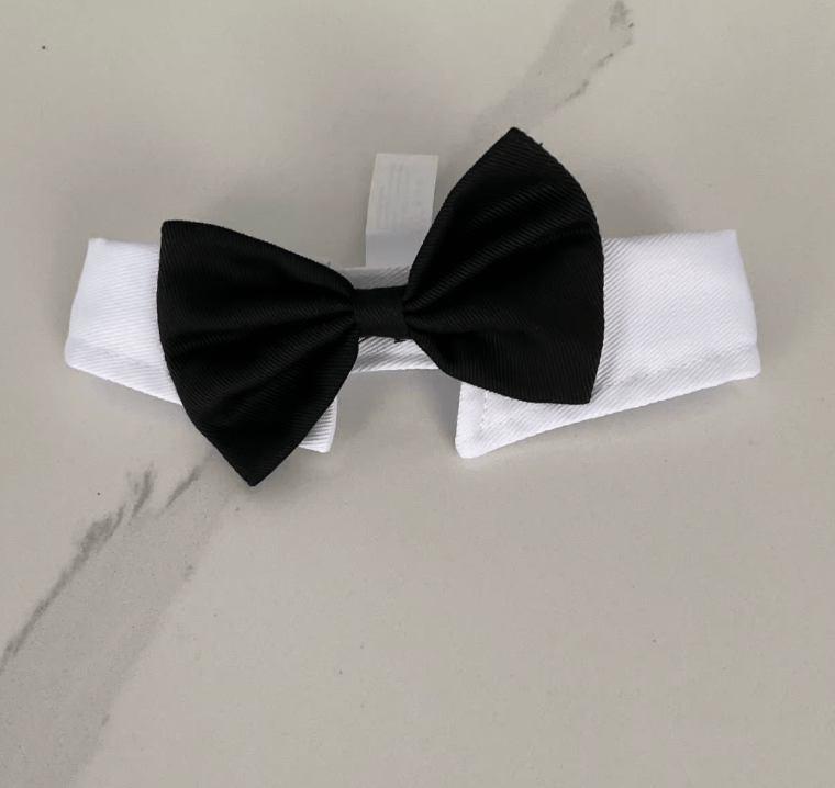 Un petit chien portant un collier chaine