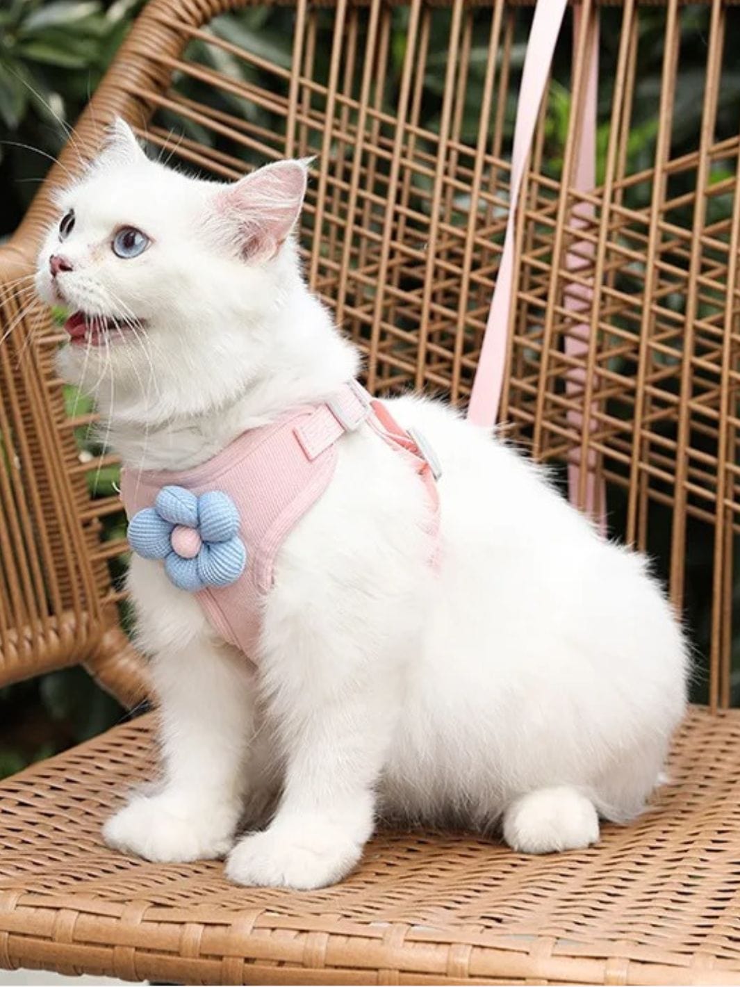 Harnais pour Chat - Muzo