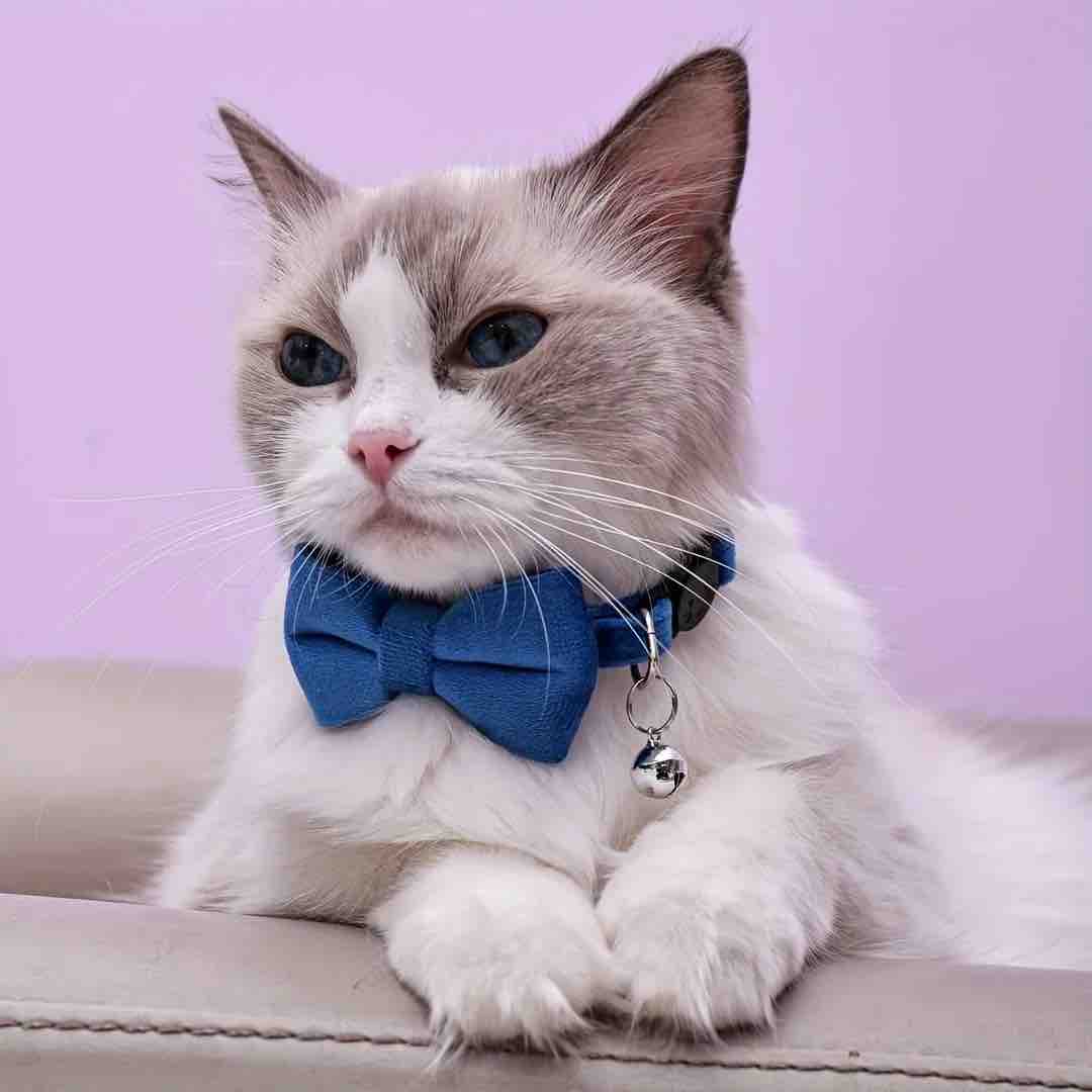 Nœud papillon anti-étranglement en velours pour chat bleu porté par un chat