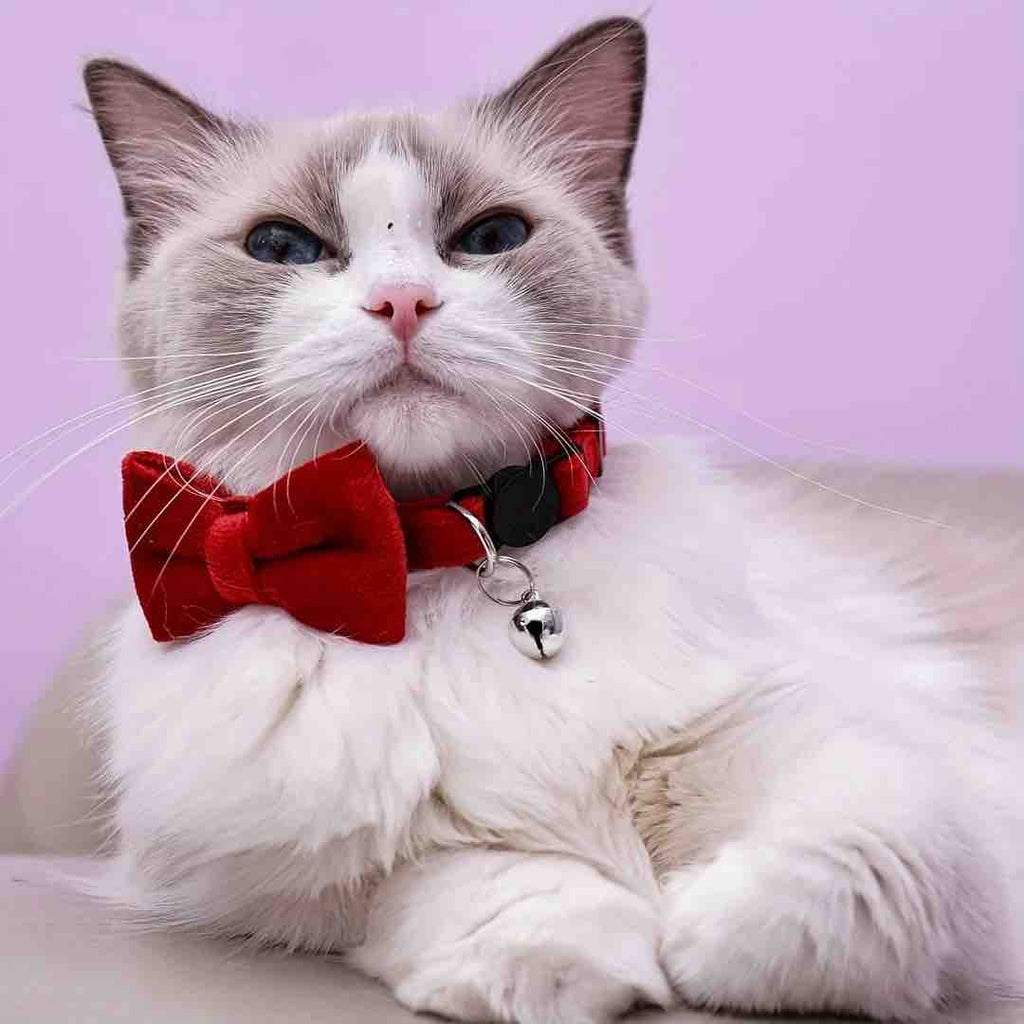 Nœud papillon anti-étranglement en velours pour chat rouge porté par un chat