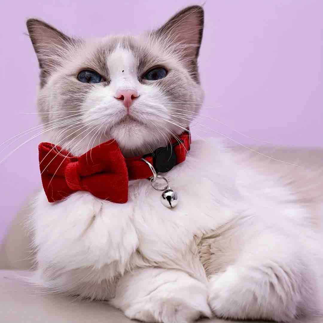 Nœud papillon anti-étranglement en velours pour chat rouge porté par un chat
