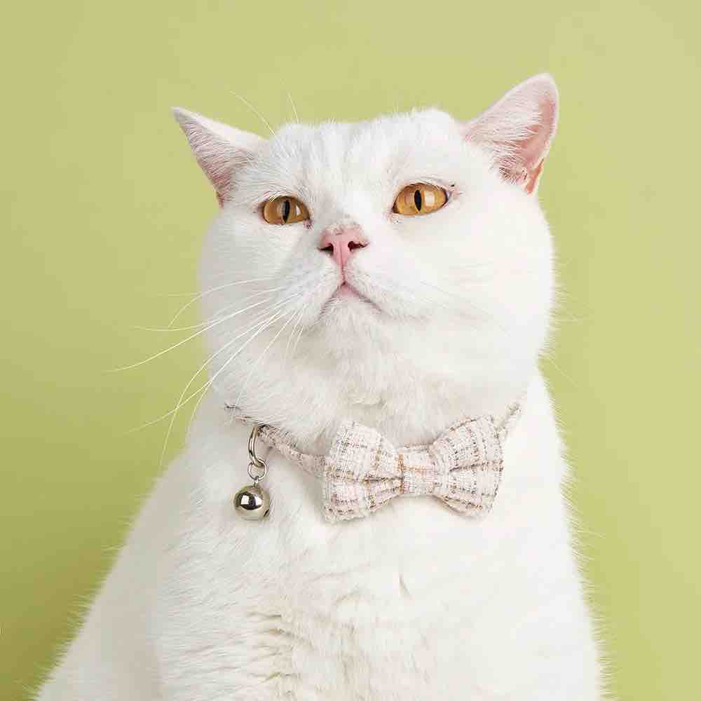 un chat blanc portant un noeud papillon blanc rayé pour chat avec un fermoir anti-étranglement
