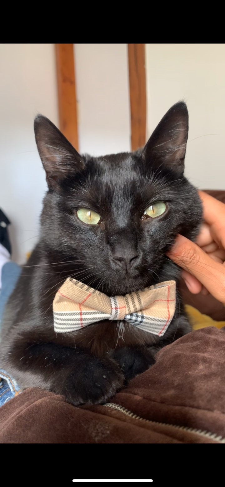 Démonstration du fermoir anti-étranglement d'un collier pour chat